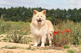 CHIEN FINNOIS DE LAPONIE 440
